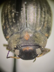 Leconectes striatellus