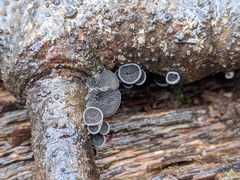 Resupinatus alboniger