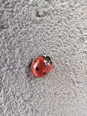 Coccinella septempunctata