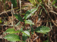Rubus cuneifolius