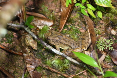 Limnonectes blythii