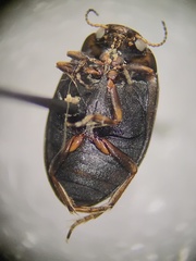 Leconectes striatellus