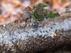 Resupinatus alboniger