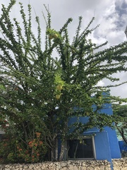 Crescentia cujete