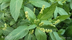 Mercurialis annua