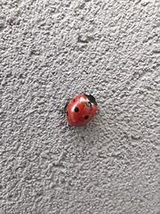 Coccinella septempunctata
