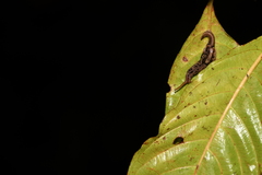 Ariophantidae