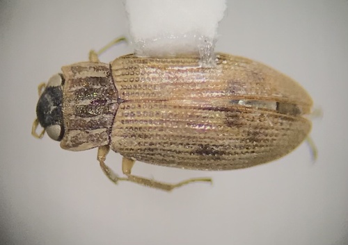 Helophorus