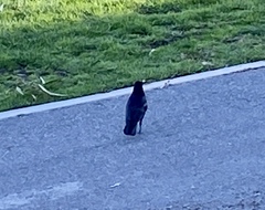 Corvus brachyrhynchos