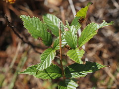 Rubus cuneifolius