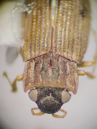 Helophorus