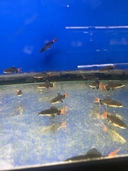 Epalzeorhynchos bicolor