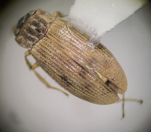 Helophorus