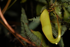 Nepenthes sanguinea
