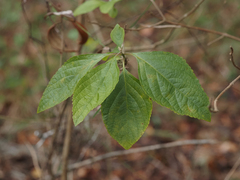 Callicarpa americana