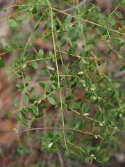 Vaccinium myrsinites