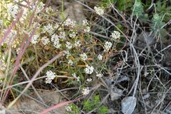 Lobularia maritima