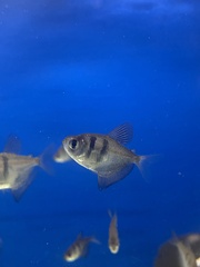 Gymnocorymbus ternetzi