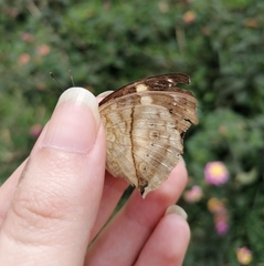 Junonia elgiva