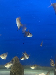 Gymnocorymbus ternetzi