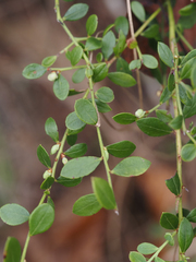 Vaccinium myrsinites