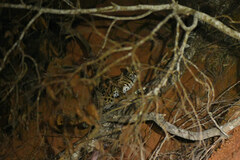 Prionailurus bengalensis