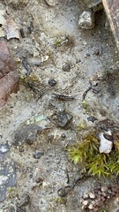 Notiophilus sylvaticus