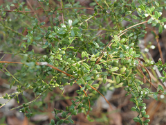 Vaccinium myrsinites