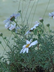 Chrysanthemum sinuatum