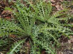 Cirsium nuttallii