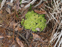 Sphagnum strictum