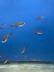 Hyphessobrycon anisitsi