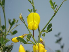 Calicotome spinosa