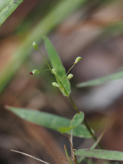 Dichanthelium patulum