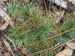 Syngonanthus flavidulus