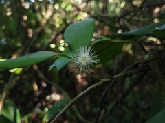 Myrcia eugeniopsoides