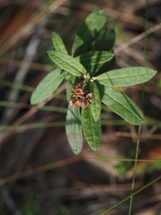 Crocanthemum corymbosum