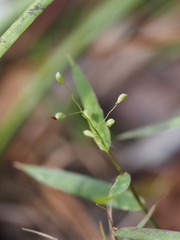 Dichanthelium patulum