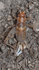 Gryllomorpha longicauda