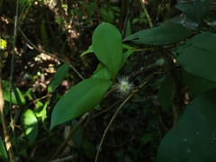Myrcia eugeniopsoides