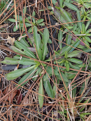 Carphephorus corymbosus
