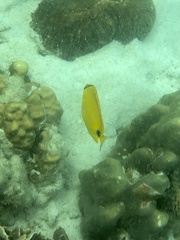 Chaetodon andamanensis