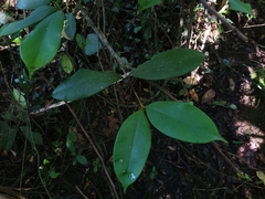 Myrcia eugeniopsoides