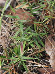 Dichanthelium patulum