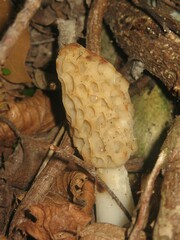 Morchella esculenta