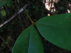 Myrcia eugeniopsoides