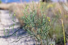 Coronilla juncea