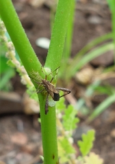 Nariscus cinctiventris