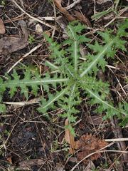 Cirsium nuttallii