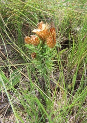 Helichrysum herbaceum